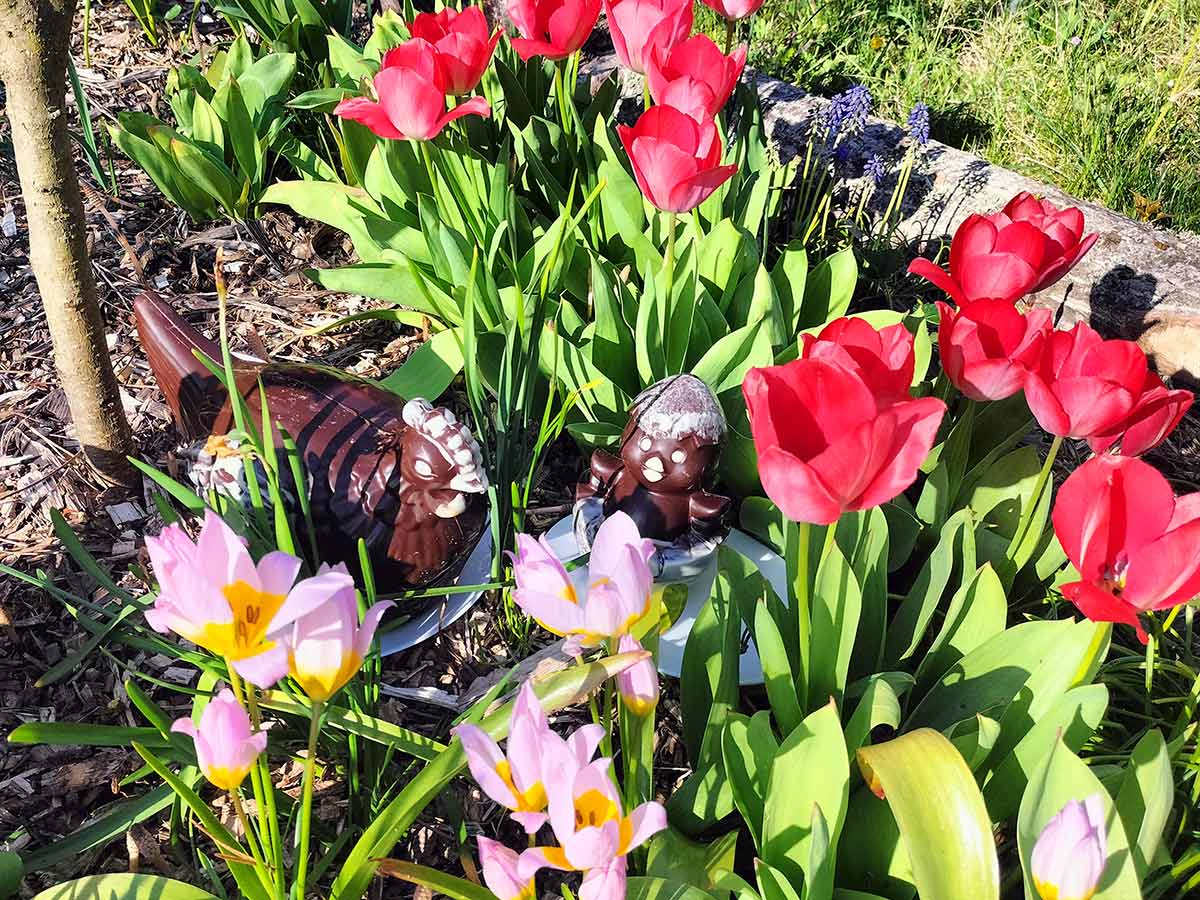 Schokoladehenne und Kücken sitzen in Tulpen