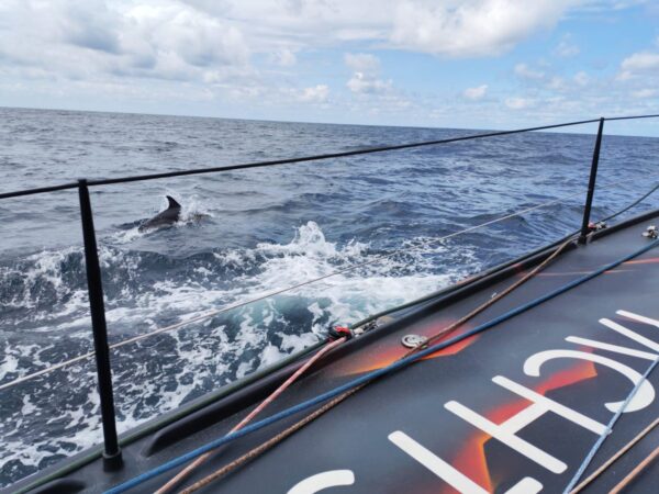Ein Delfin tummelt sich an Backbord, aufgenommen vom Open60AAL aus. – ANT ARCTIC LAB